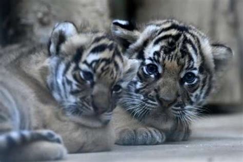 Prague zoo fetes health of rare Malayan tiger cubs