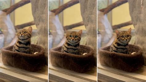 This zoo's newest resident may be adorable—but she's also the world's deadliest cat