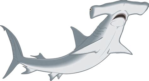 Free Hammerhead Shark Cartoon, Download Free Hammerhead Shark Cartoon png images, Free ClipArts ...