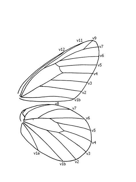 Butterflies of Singapore: Butterfly Anatomy : Part 2