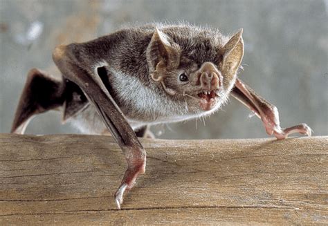 How Flight Evolved in Bats: Radars Take to the Wing - Darwin's Door