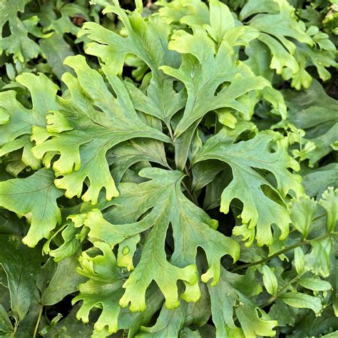 Polypodium fallax - Crested Fern (4.5" Pot) | Little Prince To Go