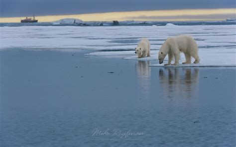 Femail polar bear with cub standing on the melting ice along ...