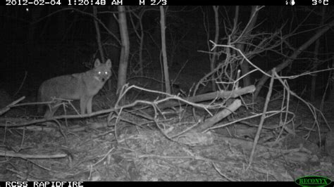 Meet the Coywolf | The Coywolf and its New York City habitat | Nature | PBS