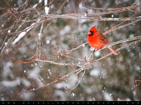 🔥 [130+] Free Cardinal Wallpapers for Desktop | WallpaperSafari