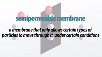 👍 Definition of partially permeable membrane. partially permeable membrane. 2019-01-22