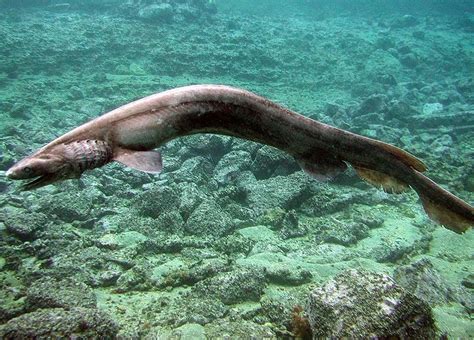 Frilled Shark Facts For Kids | Kids Matttroy