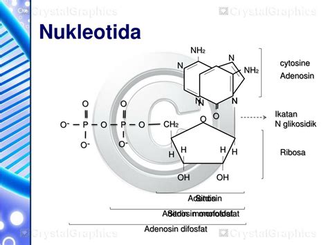 PPT - ASAM NUKLEAT PowerPoint Presentation, free download - ID:1895965