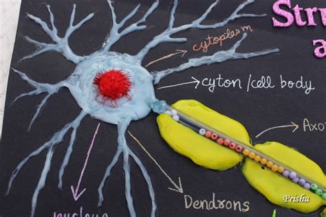 Cards and Crafts : How to make a Neuron Model