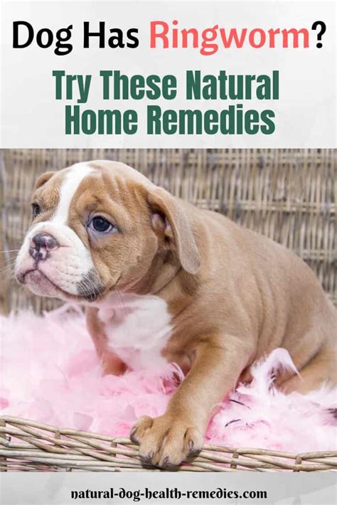 Natural Dog Ringworm Remedies | Home Treatment for Ringworm on Dogs