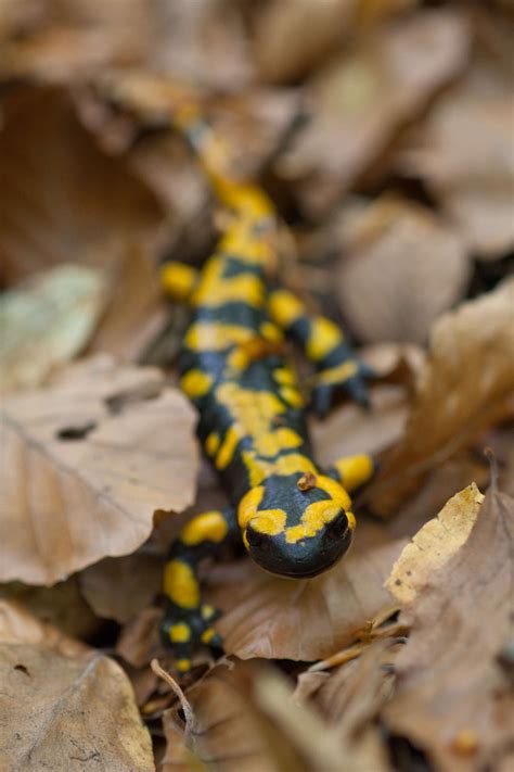 Central Apennines | Rewilding Europe