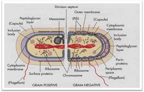 Bacterial Cell wall and Gram Staining ~ Biology Exams 4 U | Microbiology study, Medical ...