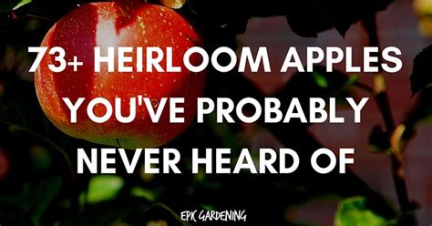 75 Heirloom Apples You’ve Probably Never Heard Of - Epic Gardening