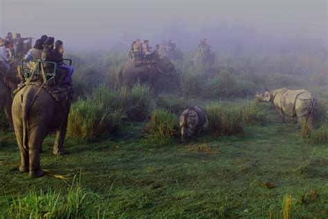 Assam wallpapers | Kaziranga National Park | Tourist Enjoying Elephant Safari In Kaziranga ...