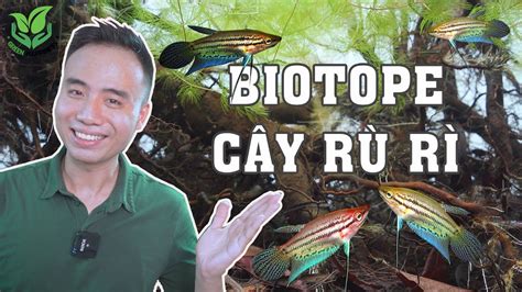 Trải nghiệm làm bể Biotope cây "RÙ RÌ" đảm bảo Ngon - Bổ - Rẻ - YouTube