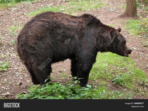 Eurasian Brown Bear ( Image & Photo (Free Trial) | Bigstock