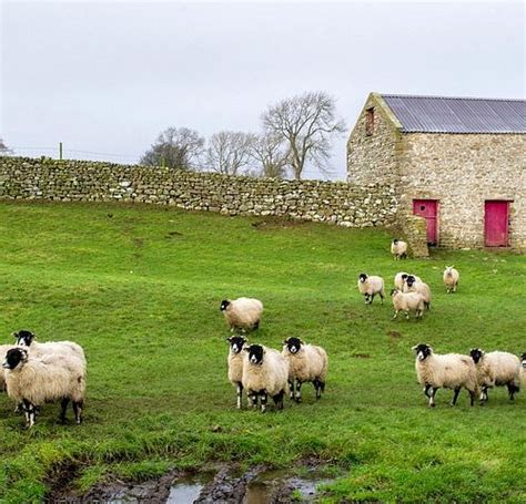 THE 15 BEST Things to Do in Leyburn - UPDATED 2022 - Must See Attractions in Leyburn, North ...