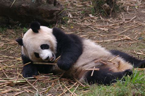 Free Stock photo of Panda at the Zoo Eating Bamboo Shoots | Photoeverywhere