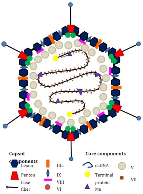 Pharmaceuticals | Free Full-Text | Anti-Viral Drugs for Human Adenoviruses | HTML