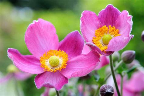 20 Plants with Pink Flowers - BBC Gardeners World Magazine