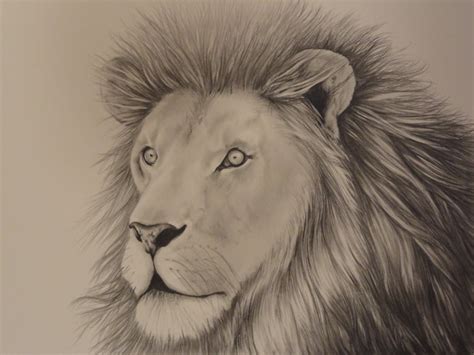 17+ Lion Drawings, Pencil Drawings, Sketches | FreeCreatives