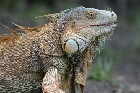 File:Green Iguana Palo Verde.JPG - Wikimedia Commons