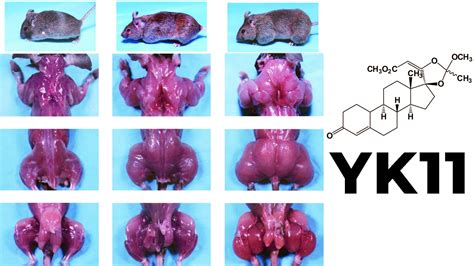 YK11 Myostatin Inhibitor - Increased Follistatin, Results & Side Effects