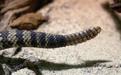 Eastern Diamondback Rattlesnake (Crotalus adamanteous) | about animals