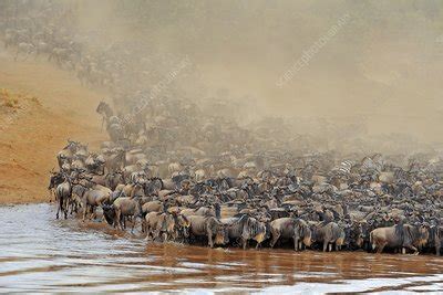 Blue wildebeest migration - Stock Image - C018/9210 - Science Photo Library