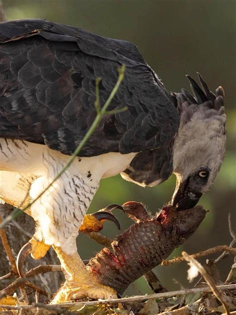 Harpy eagle predation on armadillos : r/HardcoreNature