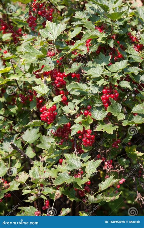 Red Currant Bush Royalty Free Stock Photos - Image: 16095498