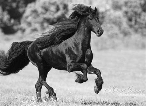 Black Friesian Gallops - Fine Art Horse Photography - Horse - Friesian - Black and White - Fine ...