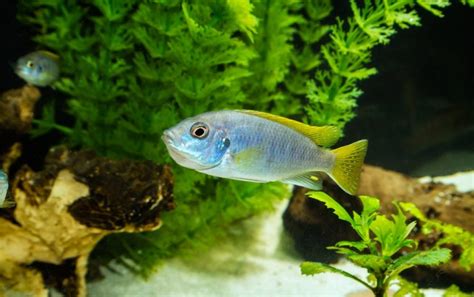 Mbuna Cichlids 101: Types, Size, Diet, Tank Mates & More