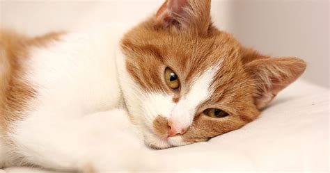 Discover The Causes Of Pain In Cats - PetlifeSA