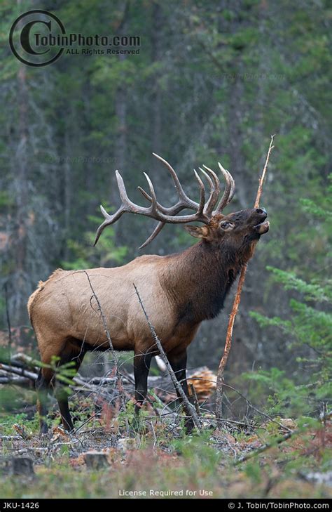 Bull Elk Bugling Photo JKU-1426