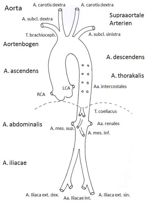 Aortic prosthetic reconstruction | Brandenburg Heart Center