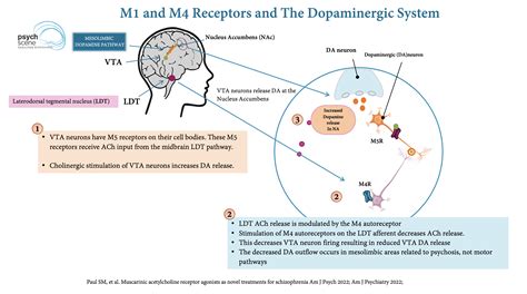 Targeting Muscarinic Acetylcholine Receptors In Schizophrenia