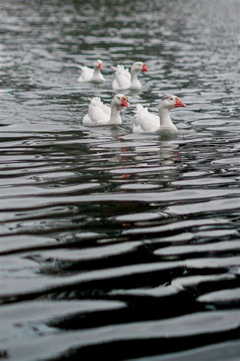 White Geese in Water · Free Stock Photo