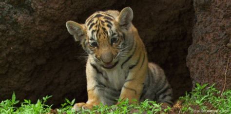 tiger gifs on Tumblr