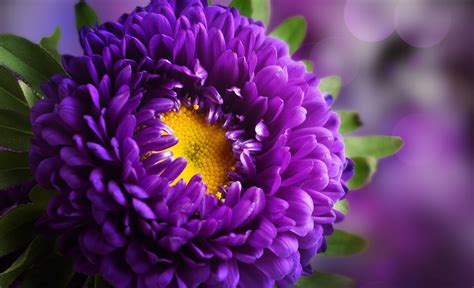 Download Purple Flower Close-up Nature Flower HD Wallpaper