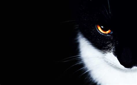 Black and White Cat Wallpapers - Top Free Black and White Cat Backgrounds - WallpaperAccess