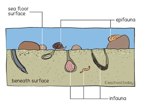 Sandprawns: Unsung Heroes Of Threatened Coastal Ecosystems