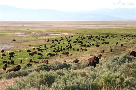 The Bison Of Antelope Island – Feathered Photography