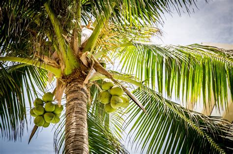 Coconut Tree Leaves