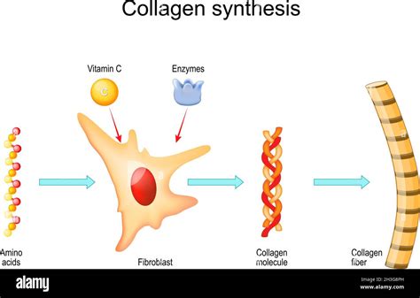 Síntesis de colágeno con vitamina C y enzimas. Desde fibroblastos y ...