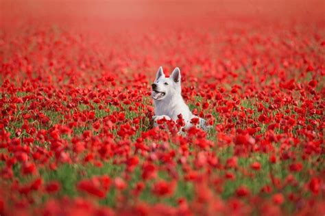 2,934 Dog Poppy Flower Images, Stock Photos, 3D objects, & Vectors ...