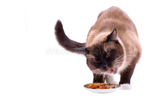 Portrait Brown Snowshoe Siamese Cat Eating Food from Bowl, Isolated on White Stock Image - Image ...