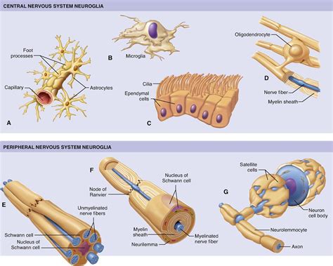 Nervous System Cells | Basicmedical Key