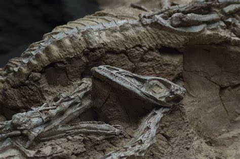 Coelophysis skeleton block detail, New Mexico Museum of Natural History in Albuquerque. © Mark ...