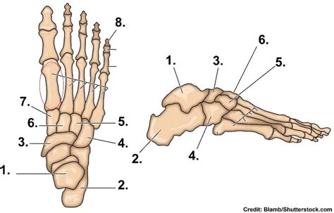 Foot Anatomy Bones Quiz Anatomy Bones Foot Anatomy Bones Anatomy | My ...